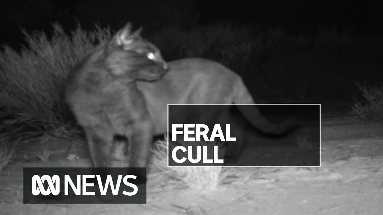 NSW to launch biggest feral animal cull the state has ever seen | ABC News