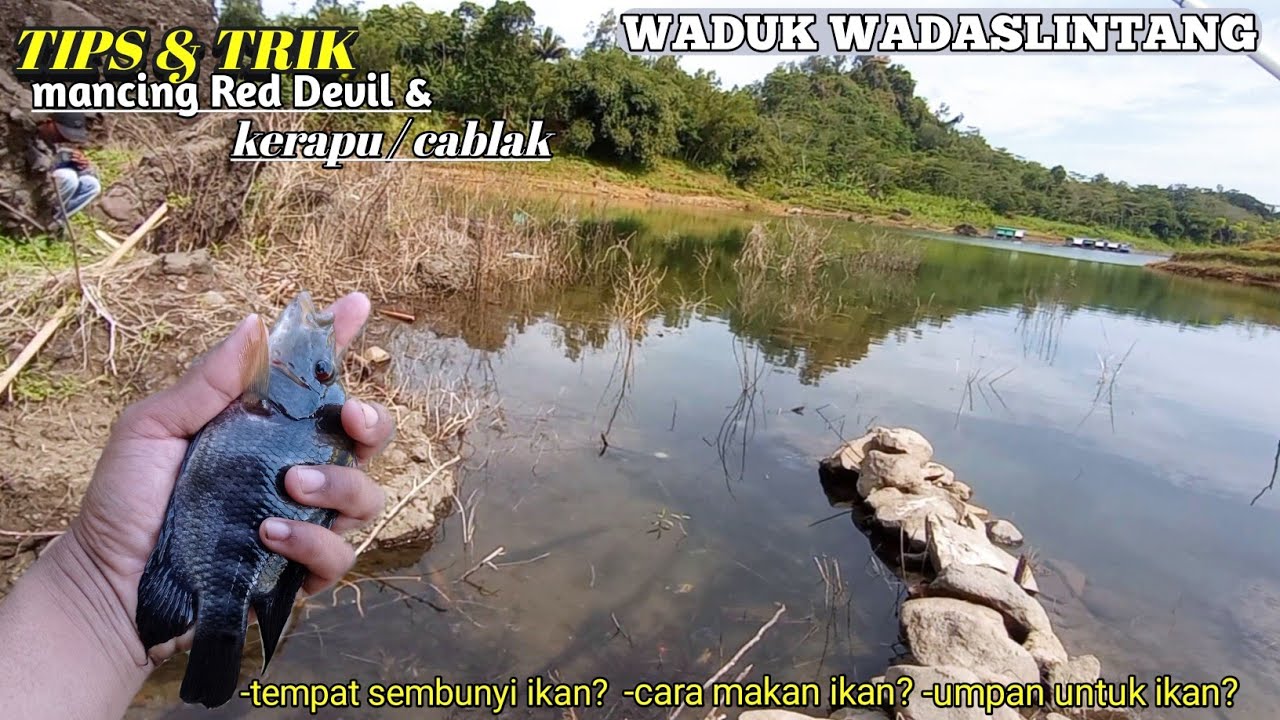 TIPS DAN TRIK‼️ mancing Red Devil dan kerapu/cablak di waduk wadaslintang 