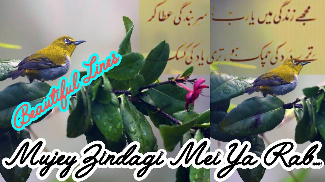 مجھے زندگی میں یا رب سر بندگی |