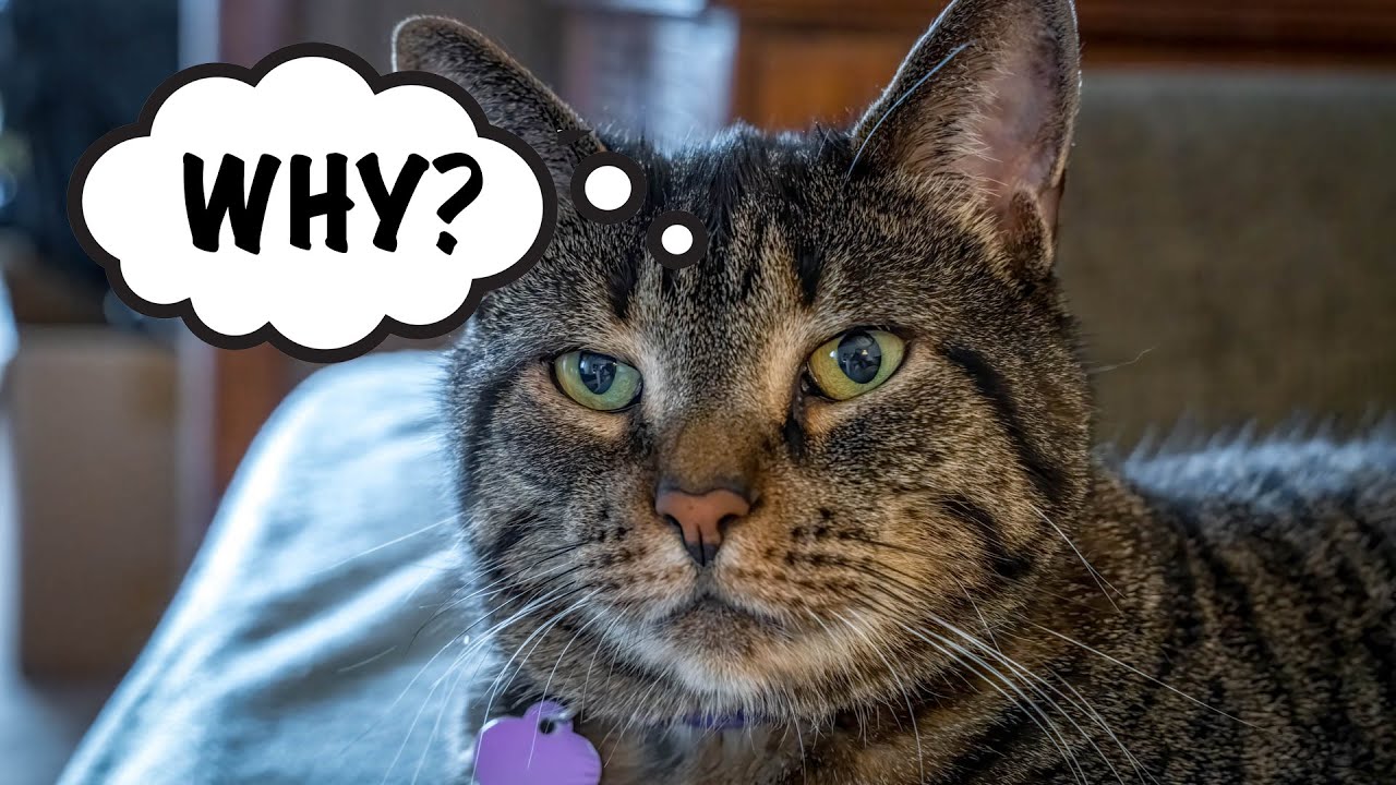 Why Can't Lightroom LOCK ZOOM by Default?