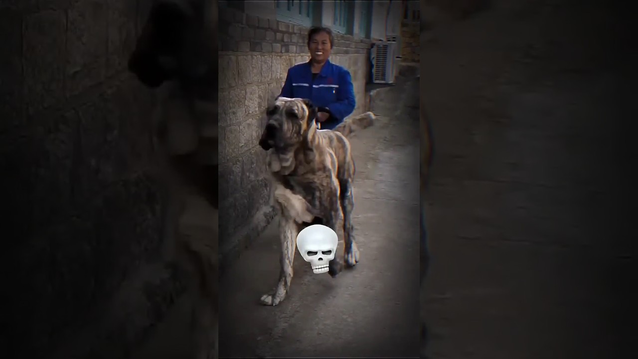 transformation of dogs kangal doberman  #dog  #dangerous