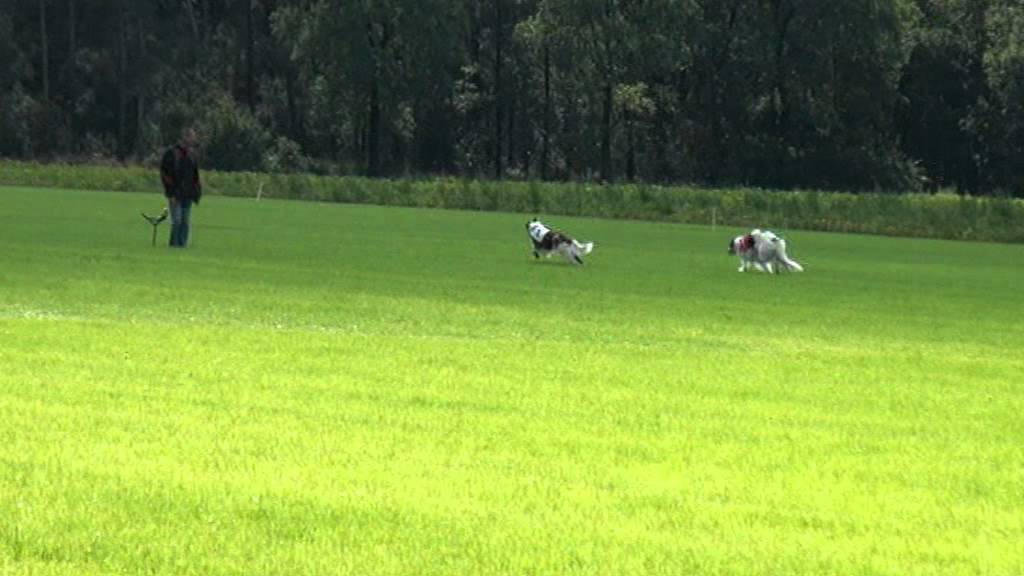 Coursing EM-2011.Barsoi
