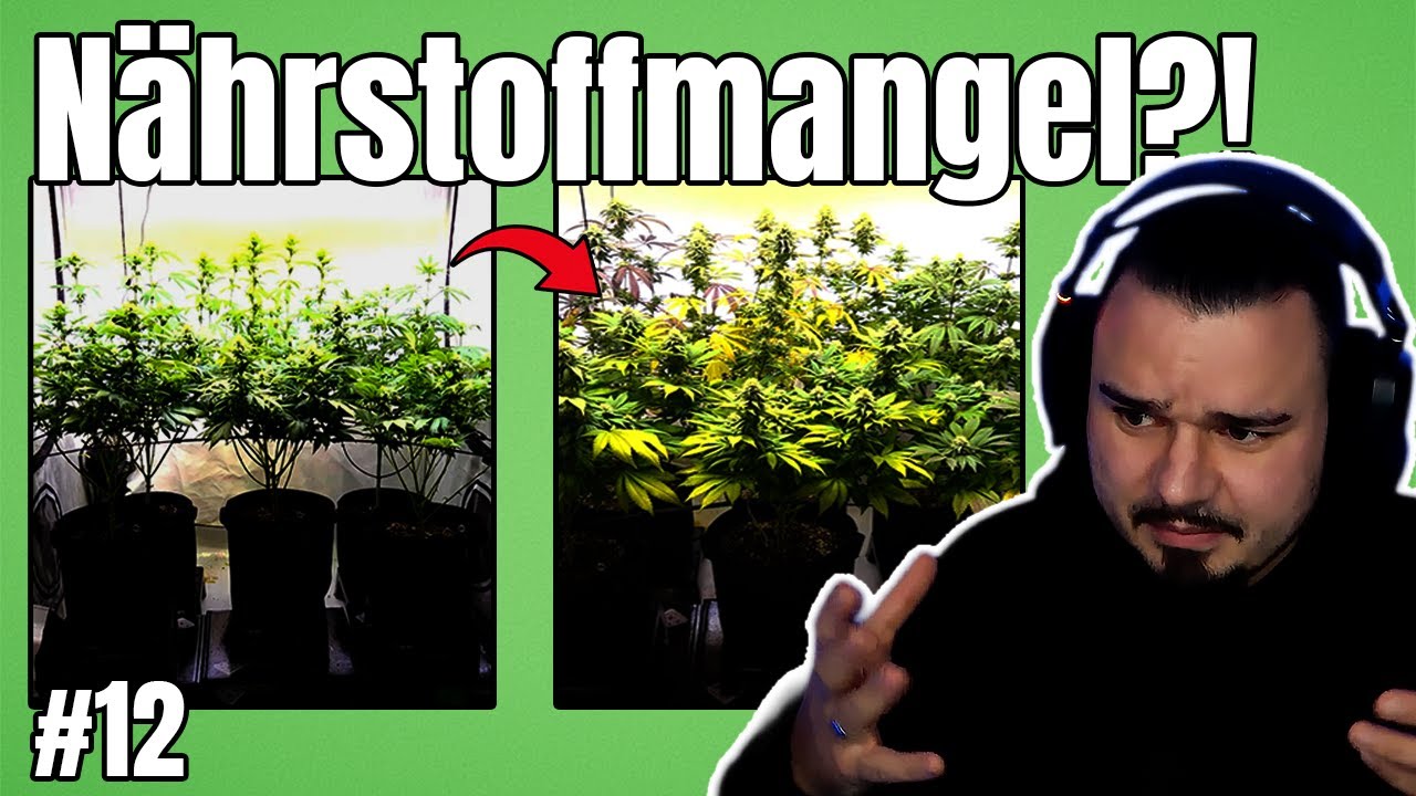 N&auml;hrstoffmangel &Uuml;BERALL&hellip; 😬 So hab ich reagiert! + Bl&uuml;ten werden gr&ouml;&szlig;er | Grow Tagebuch #12