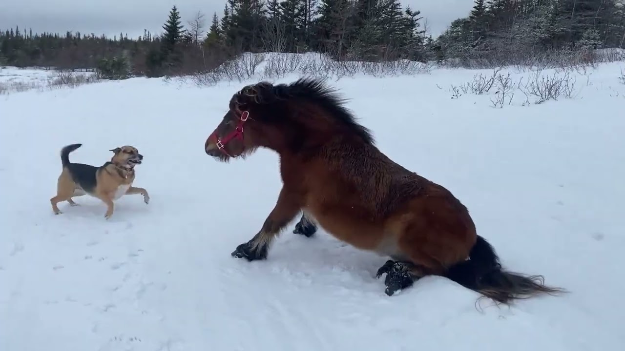 Ginger, Danny and Friends out for a stroll