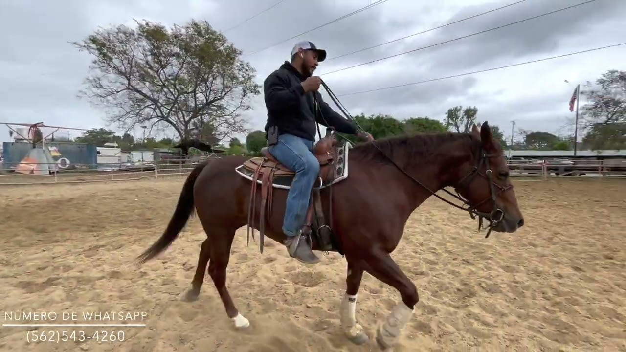 Como enseñarle a cejar o retroceder a tú caballo PARTE 1
