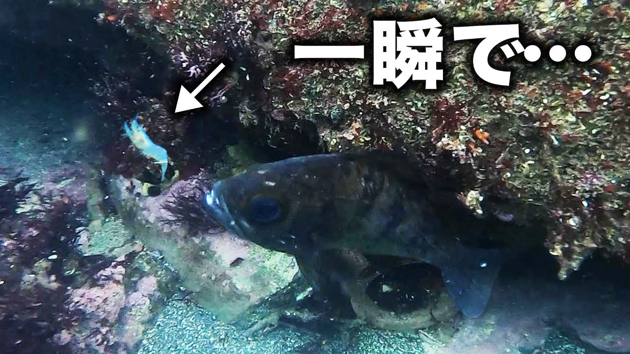 【メバル連発‼︎】堤防下の隙間に活きエビを落としてみると…【水中映像】