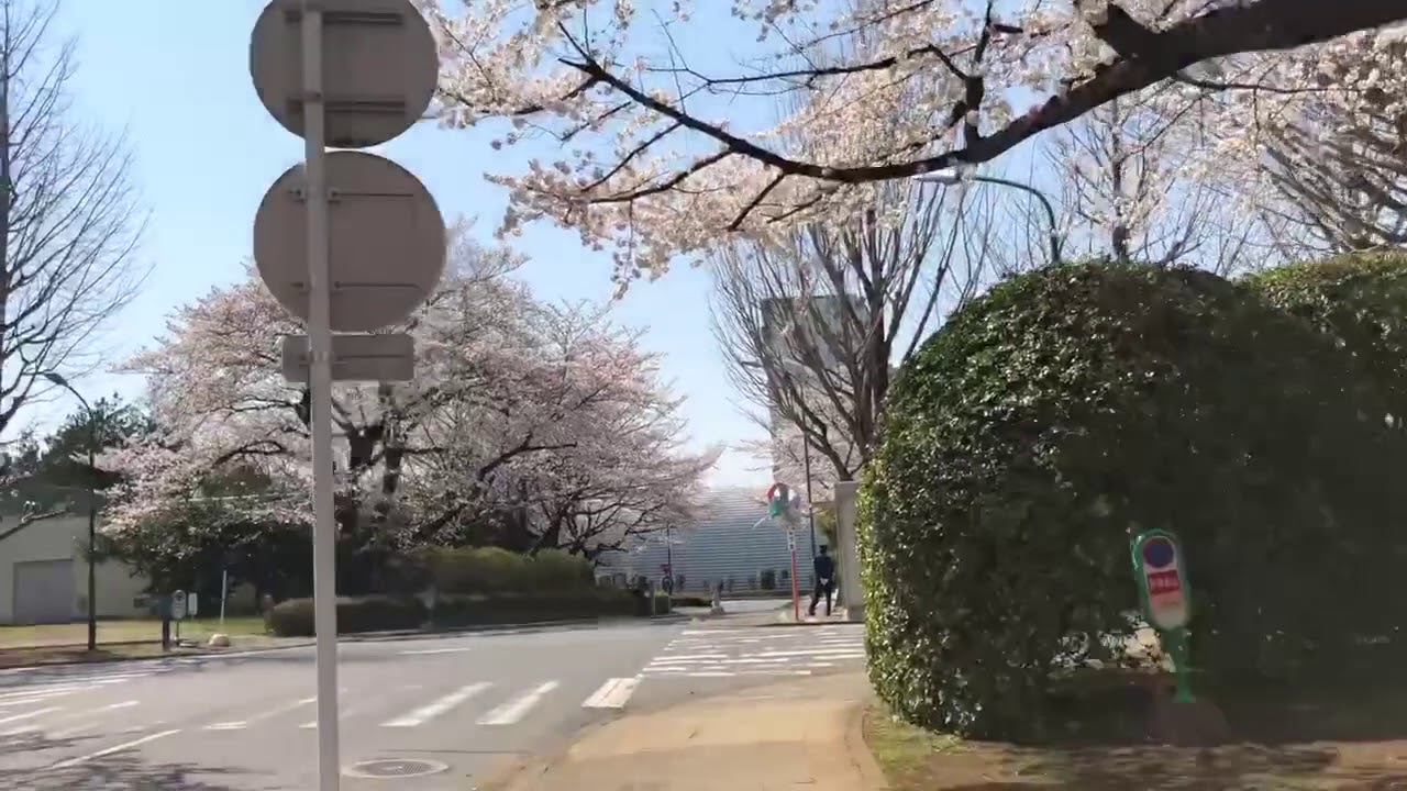 RIKEN(Wako Campus)の桜花 2018