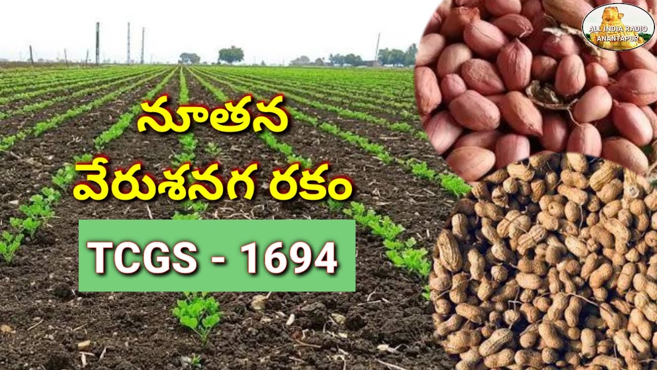 నూతన వేరుశెనగ రకం TCGS-1694 సాగులో అనుభవాలు -Interview with Sri P.KRISHNA MURTHY, PROGRESSIVE FARMER