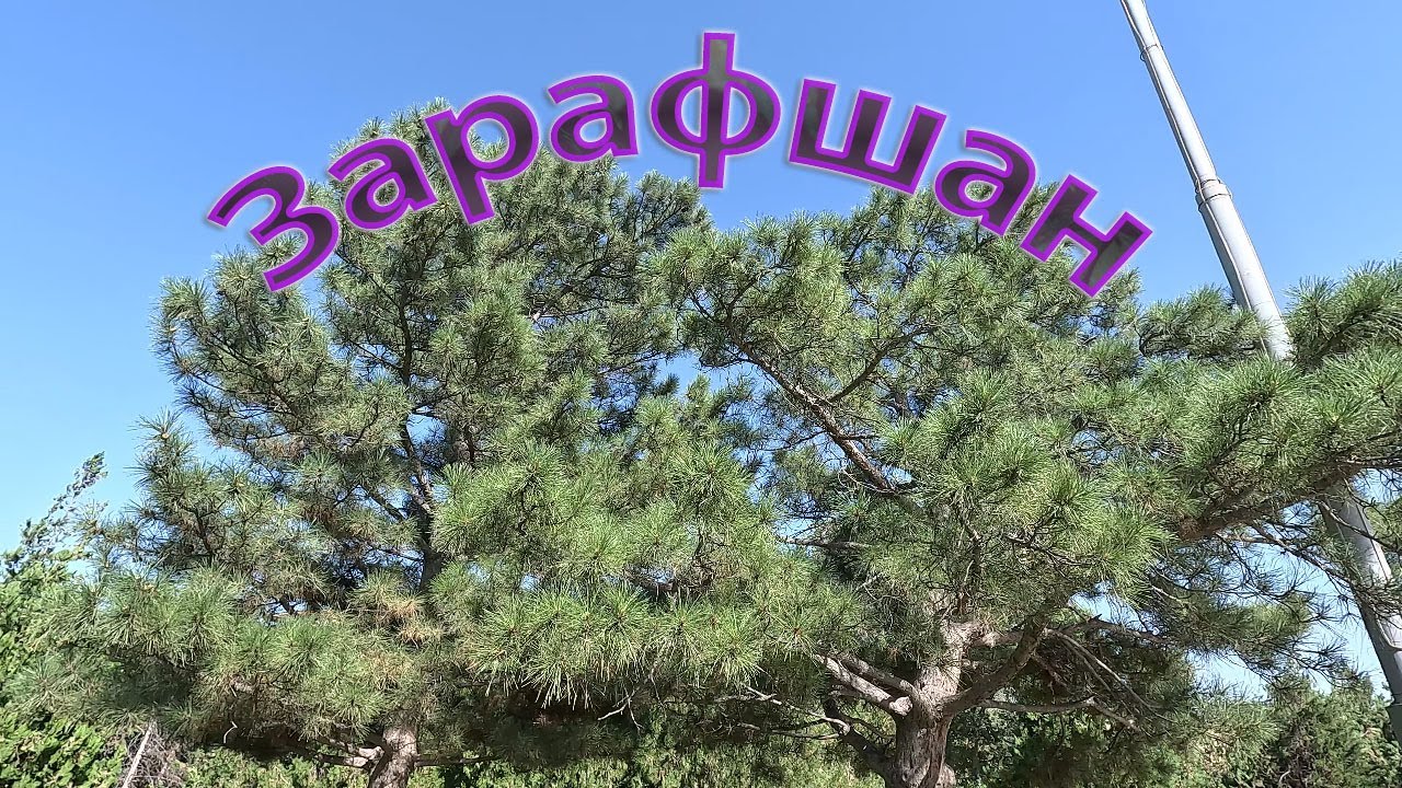 02 08 2024г как мы живём в Зарафшане #городдетства #зарафшан #ностальгия