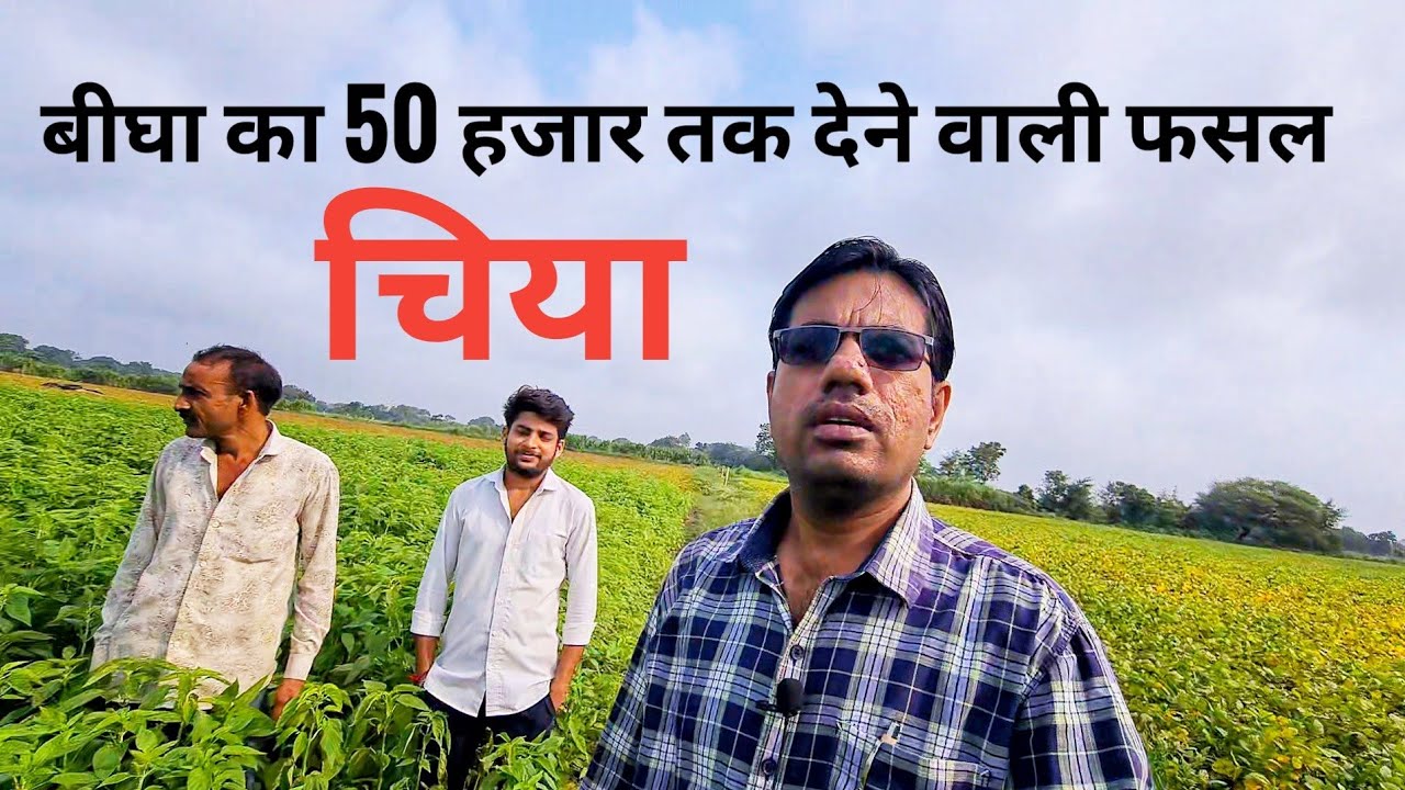 चिया की खेती कैसे की जाए संपूर्ण जानकारी इस वीडियो में