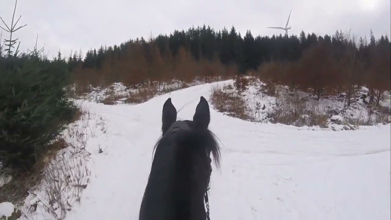 Meka og Nils på tur i Sveine skogen