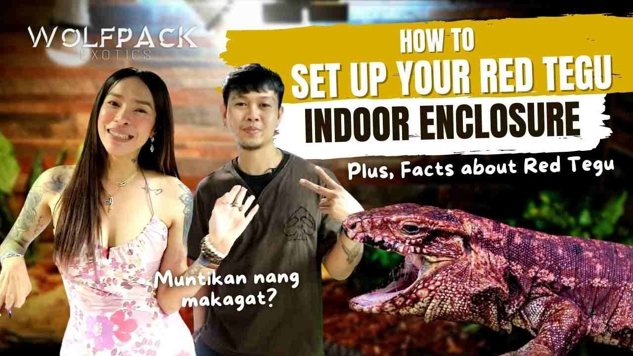 BEST DIY INDOOR ENCLOSURE FOR BABY RED TEGU | Wolfpack Exotics