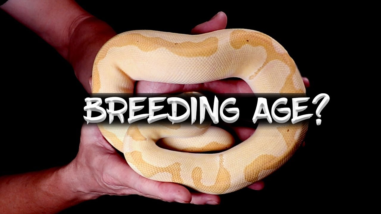 The Breeding Age of Ball Pythons