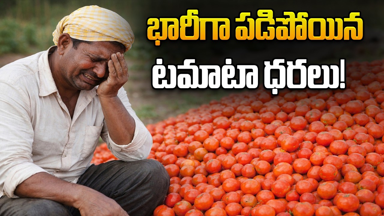భారీగా పడిపోయిన టమాటా ధరలు! || Tomato Prices Crash Sharply!