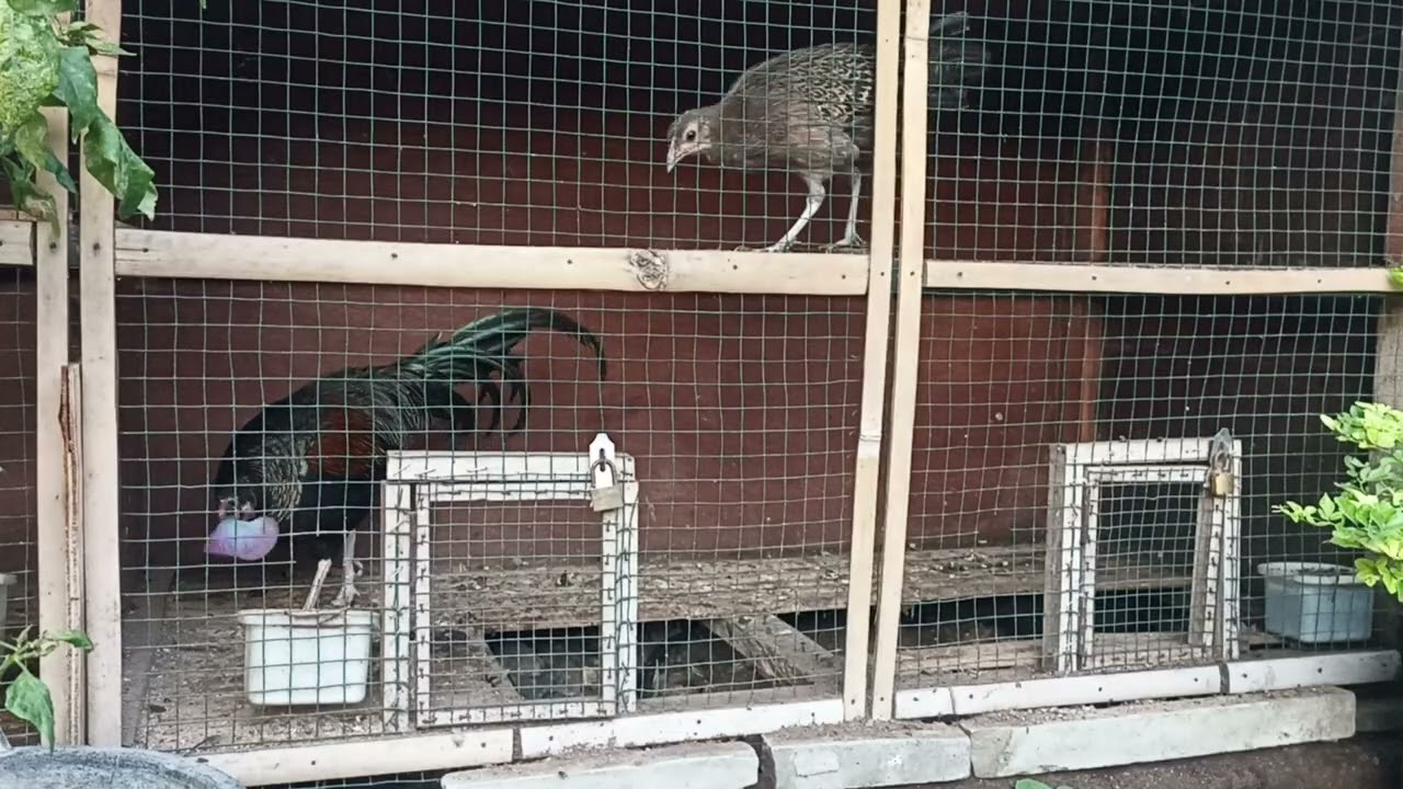 Suara ayam hutan betina.cocok buat pikat ayam pejantan