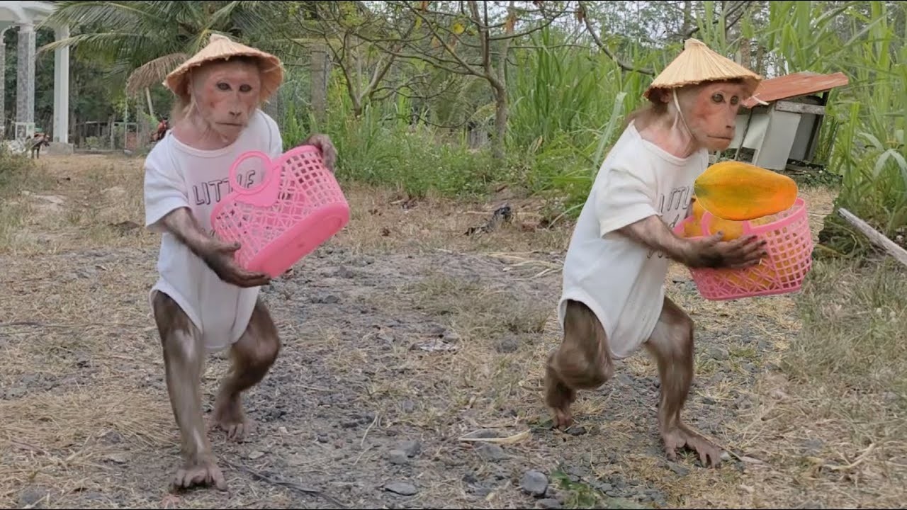 Farmer Kuku goes to harvest fruit for Mom and Mimi to eat