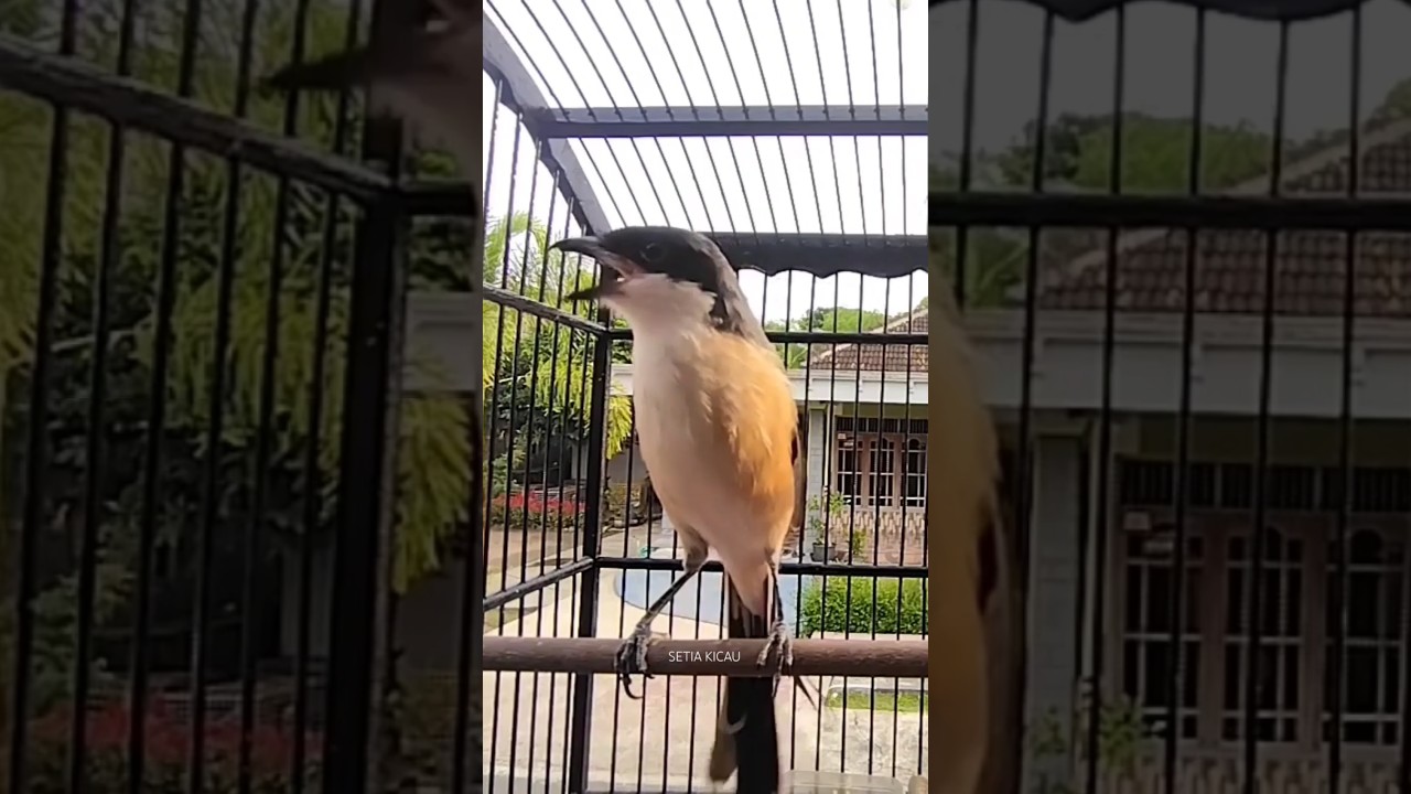 Toet toet pancingan cendet cepat bunyi, cendet gacor