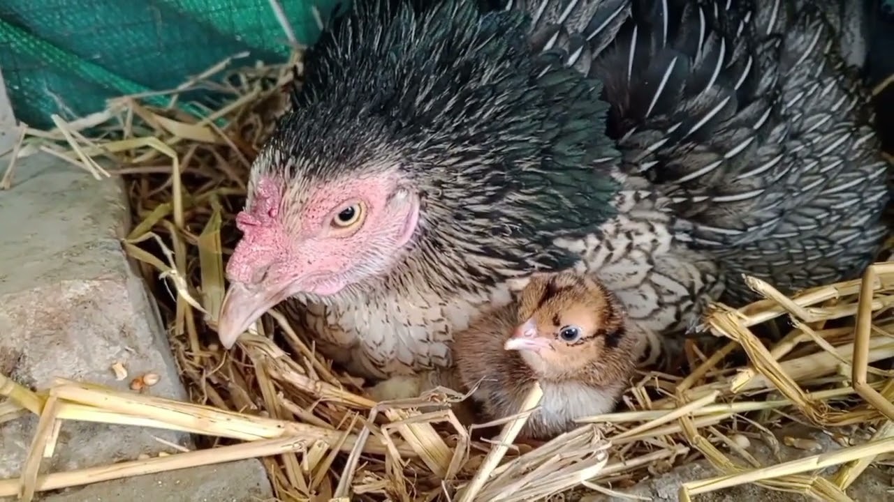 | Like share Subscribe comment | Mianwali chick |👍