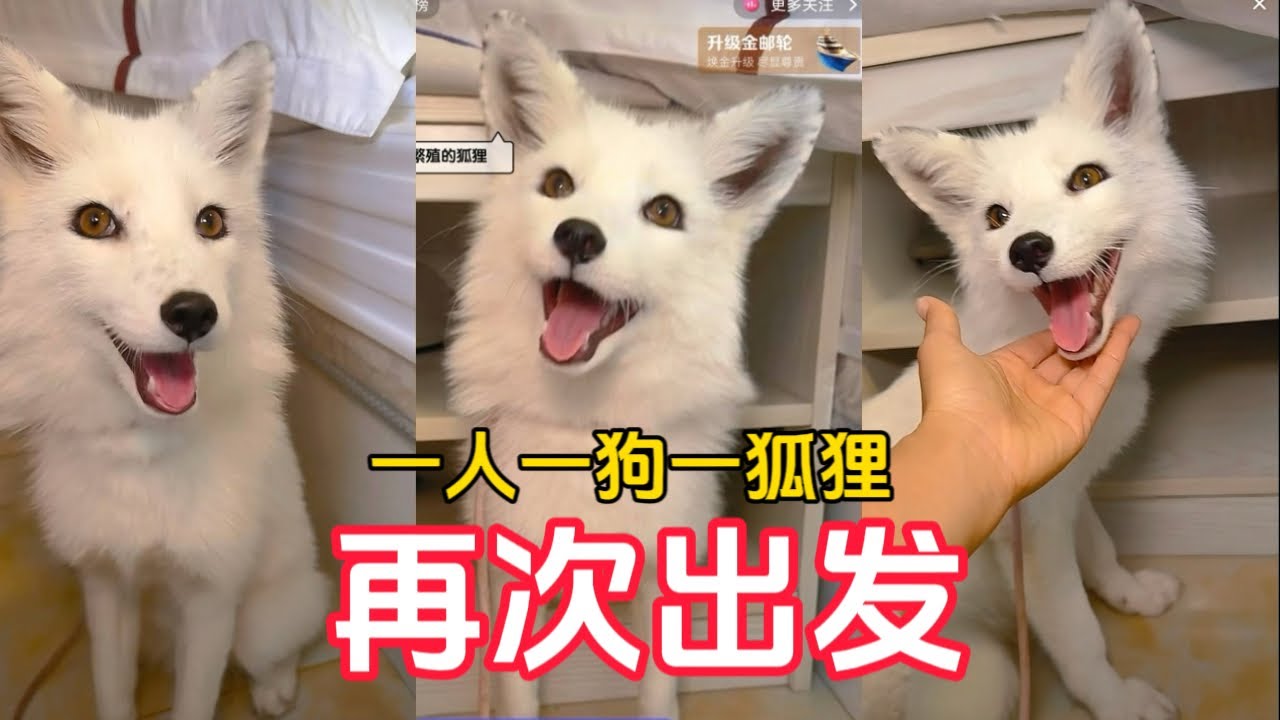 【正版小七的旅行第140集】一人一狗一狐狸自駕環遊祖國邊境線，小可愛回歸，我們再次出發！