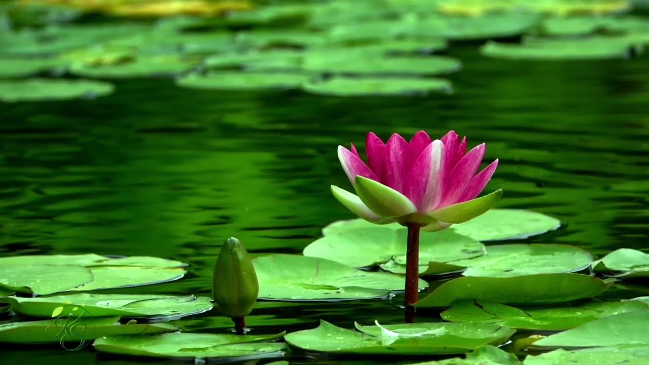 Beautiful landscape music, stress relief, Soothing music - KS top 2023