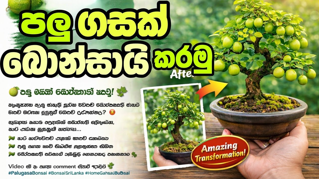 Прекрасная работа по созданию бонсай из пальм, растущих в деревне!