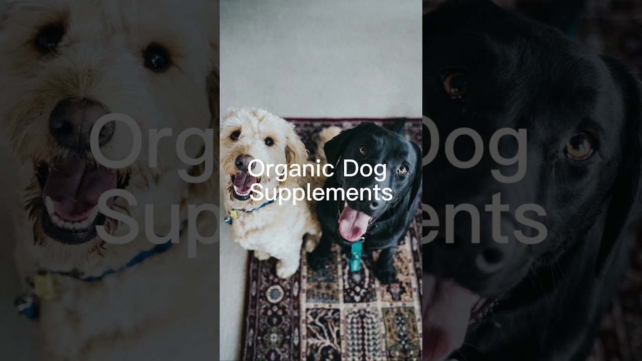 Chaga Blueberry Organic Dog Supplements 