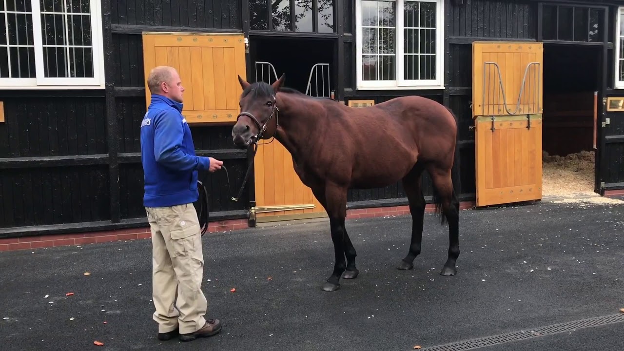 DUBAWI - Dalham Hall Stud - &pound; 250.000