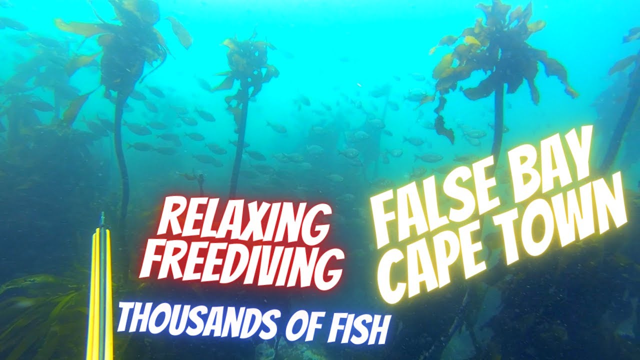 Relaxing Shoredive in FALSE BAY with THOUSANDS of fish!