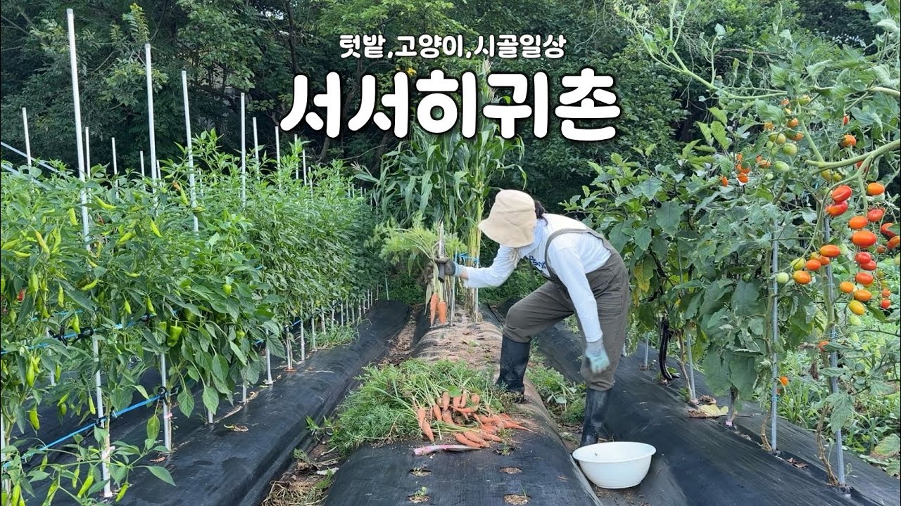 당근 수확했는데요… 모양이 조금 귀엽(?)습니다