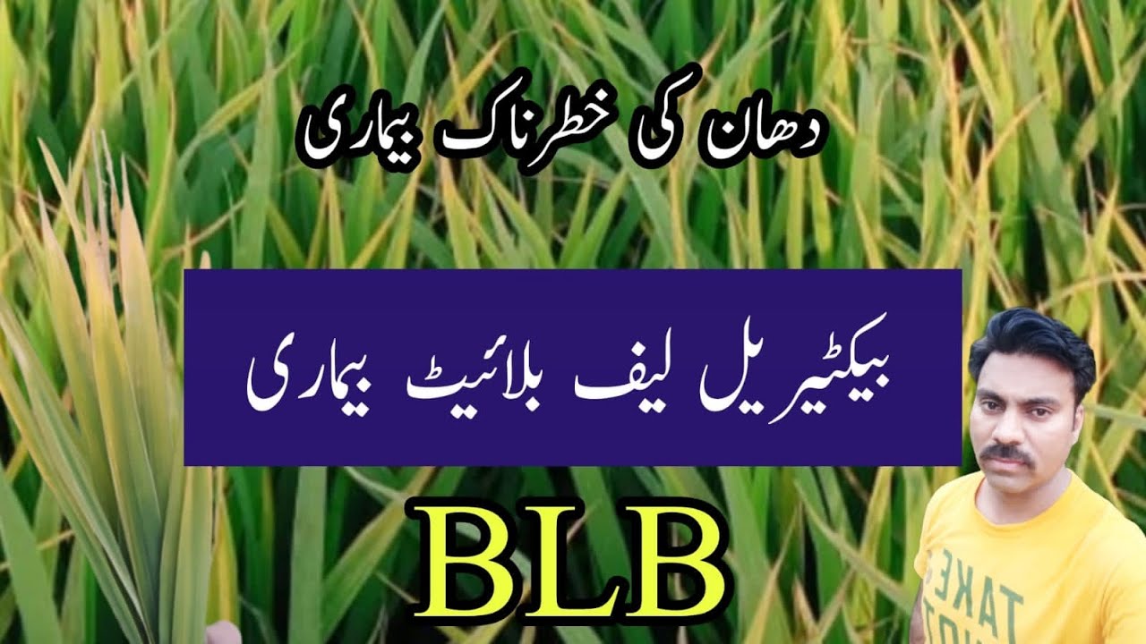 How to manage bacterial leaf blight disease in paddy field | Abid Ali Agrarian