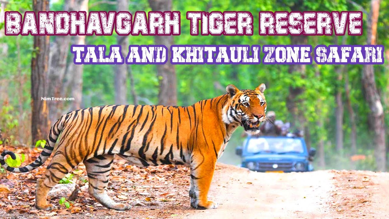 🐅🐅 Shocking Tiger Encounter in Bandhavgarh Tiger Reserve 🔥🔥 | Jolly Trip