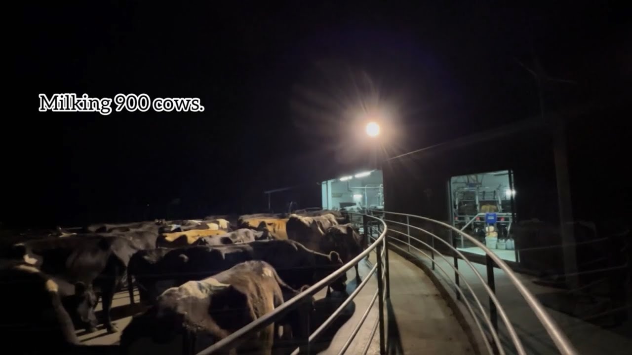A morning of a New Zealand dairy farmer|Farm tour|Countryside living@PROMDIBOY