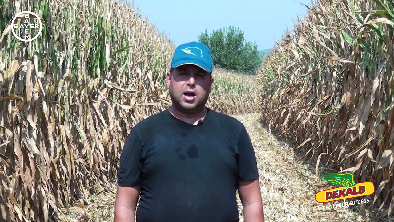 DKC6492 ve DKC6980 Mısır Tohumunu İzmir Bayındır'dan İzzet Karalar Yorumluyor