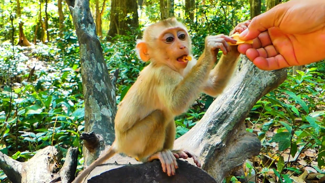 We help feed food to the monkey baby Jacee 🐒. Little monkey Floran gets milk from