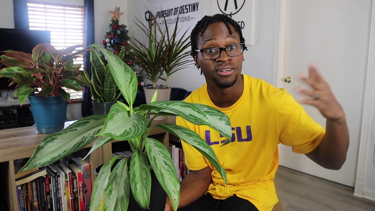 Top 5 Air Purifying Plants For Your Home!! Clean Air, Safe Home!! DKUJ..