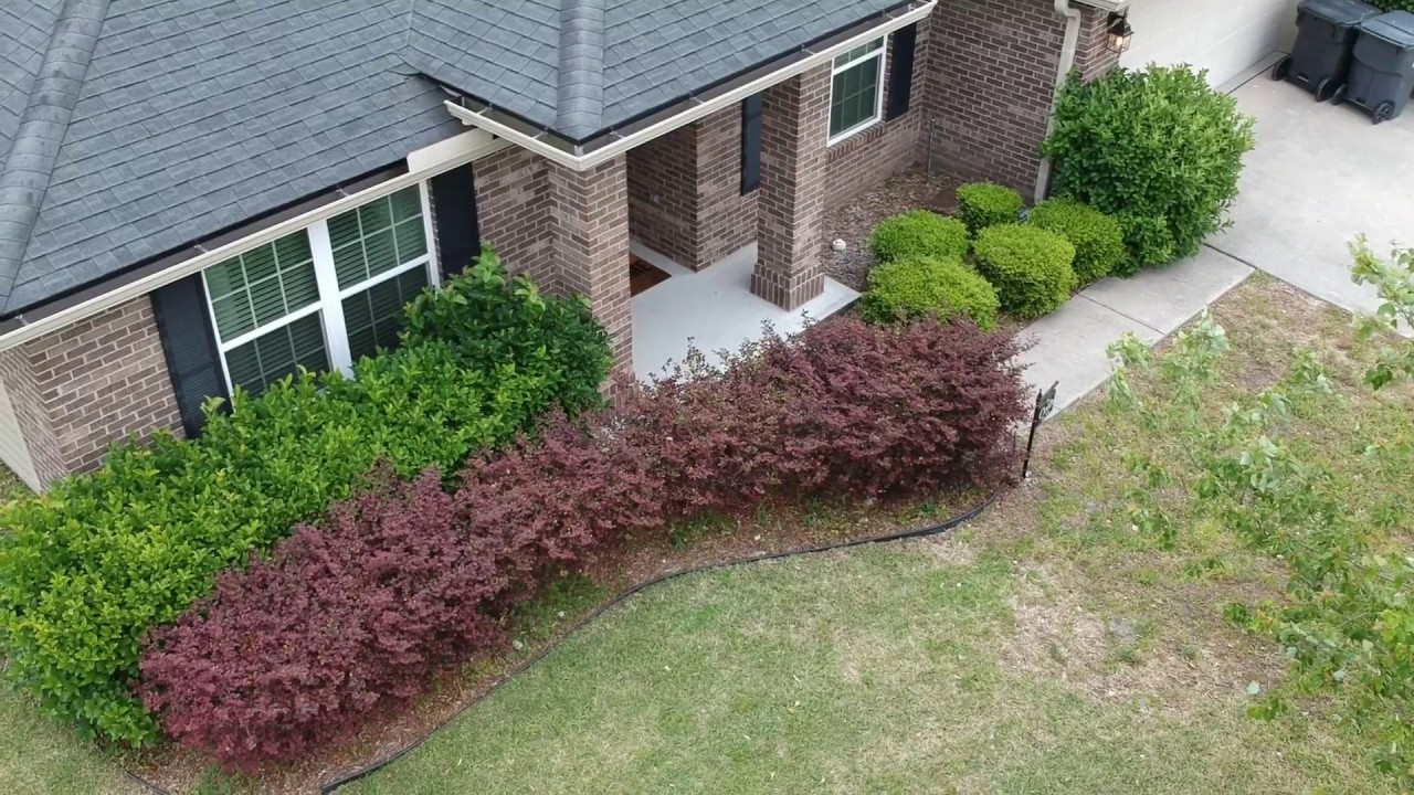 Pleasing Overgrown Hedge Trimming Leaves You More Satisfied Than Your Wedding Day