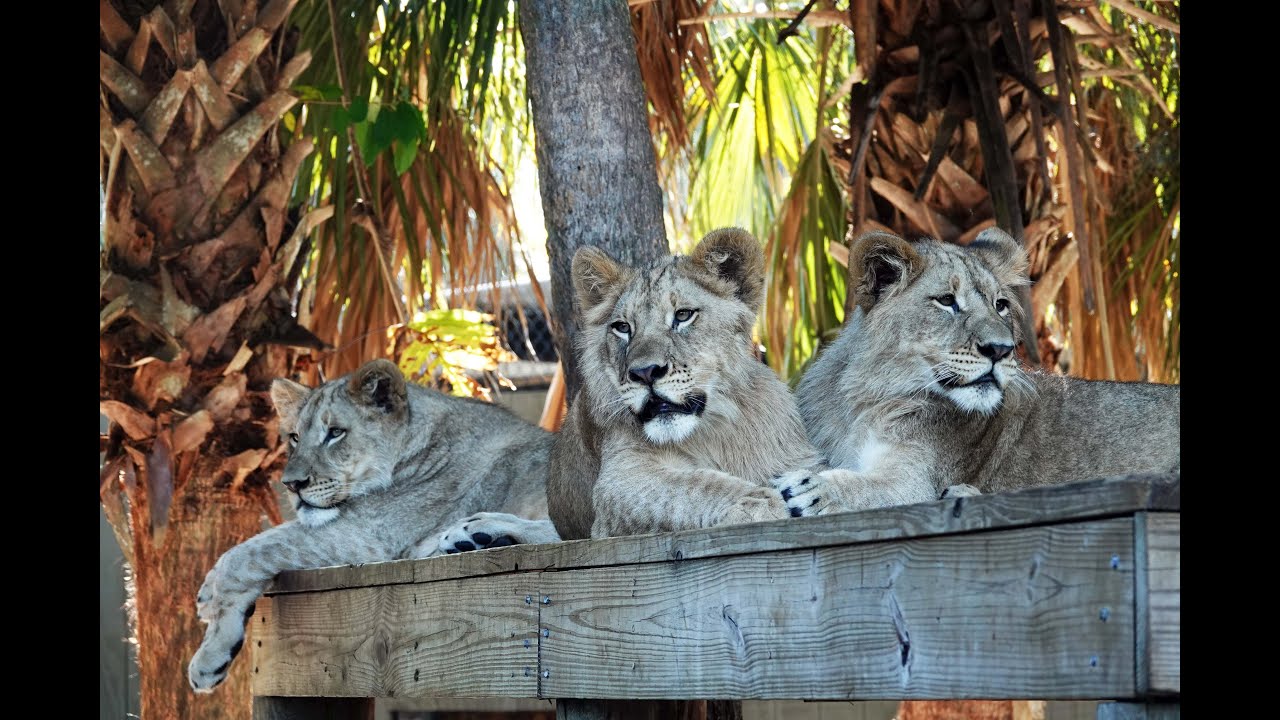 Lion Boys Move to Brevard Zoo