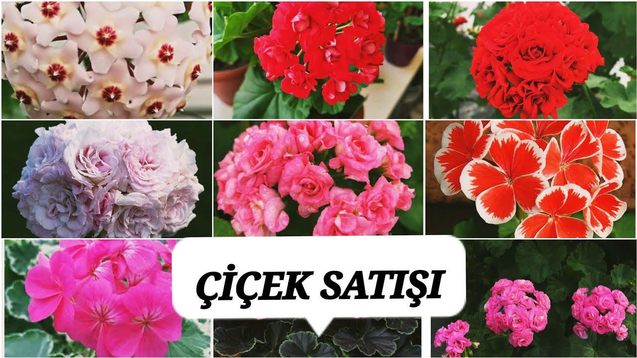 ÇİÇEK SATIŞI / ÖZEL TÜR SARDUNYA  / MUM ÇİÇEĞİ / HOYA ÇİÇEĞİ  / ÇİÇEKLER / CANLI ÇİÇEK SATIŞ / 📣📣📣