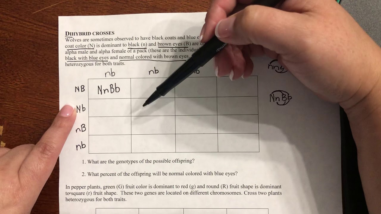 Solving Dihybrid Crosses