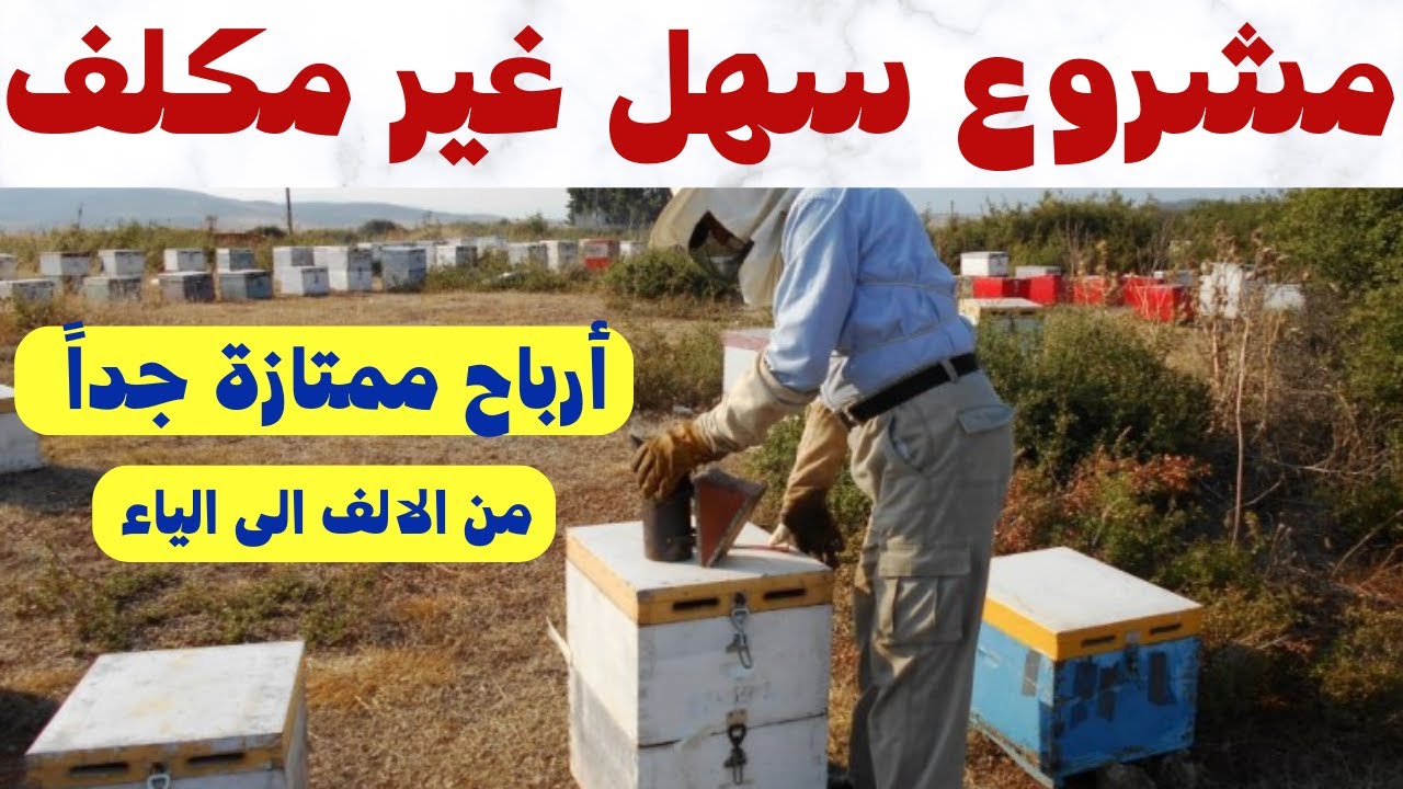 🐝💰 مشروع مربح بدون معدات| إنشاء منحل عسل طبيعي من الصفر –  اكتشف الأسرار بنفسك🍯🚀