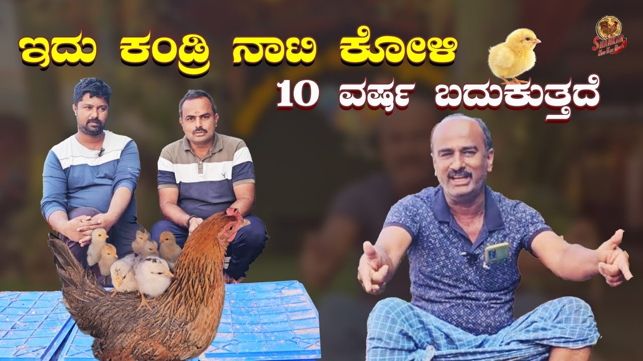 ಒರಿಜಿನಲ್ ಹತ್ತು ನಾಟಿಕೋಳಿಯಿಂದ ನೂರಾರು ಉತ್ಪಾದನೆ.From ten natikoli grafted natikoli hundred of natikoli