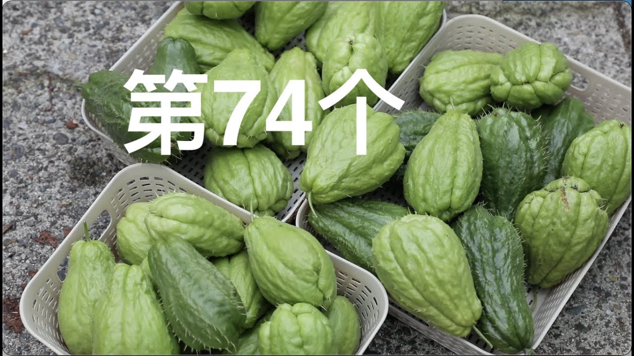 我种佛手瓜结瓜上百个的秘密，雌花和？？？