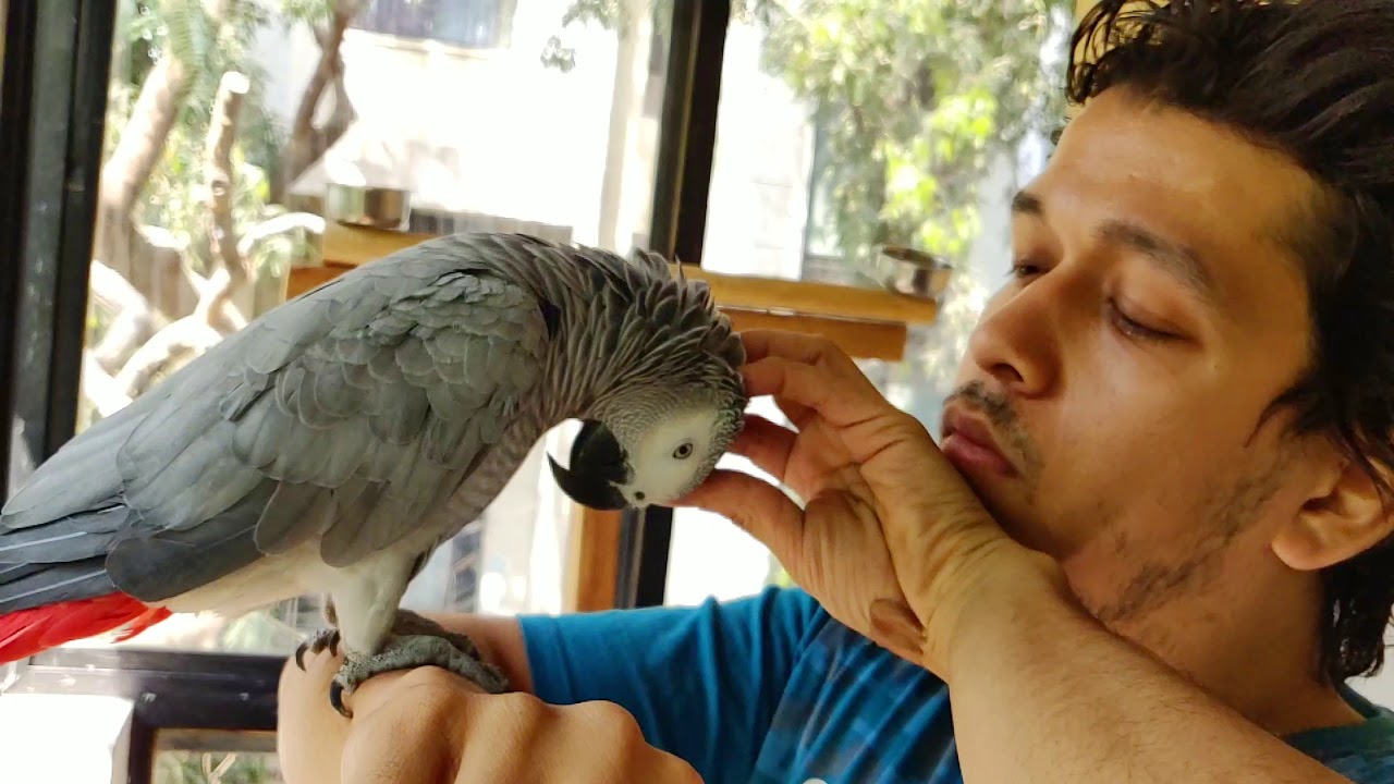 My African grey parrot