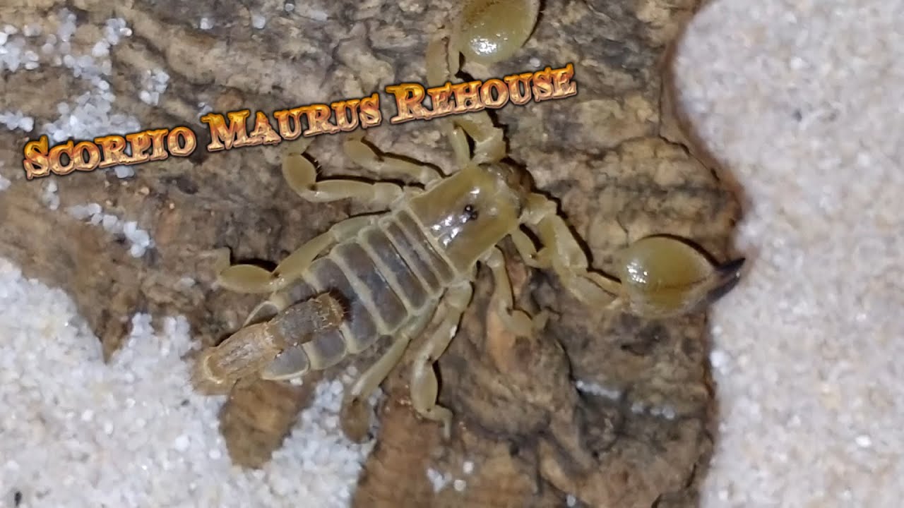 Cambio casa ai miei SCORPIONI DEL DESERTO - Scorpio Maurus Rehouse