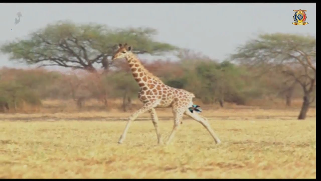 DOCUMENTAIRE -  MARÉCHAL DU TCHAD AU PARC NATIONAL DE ZAKOUMA