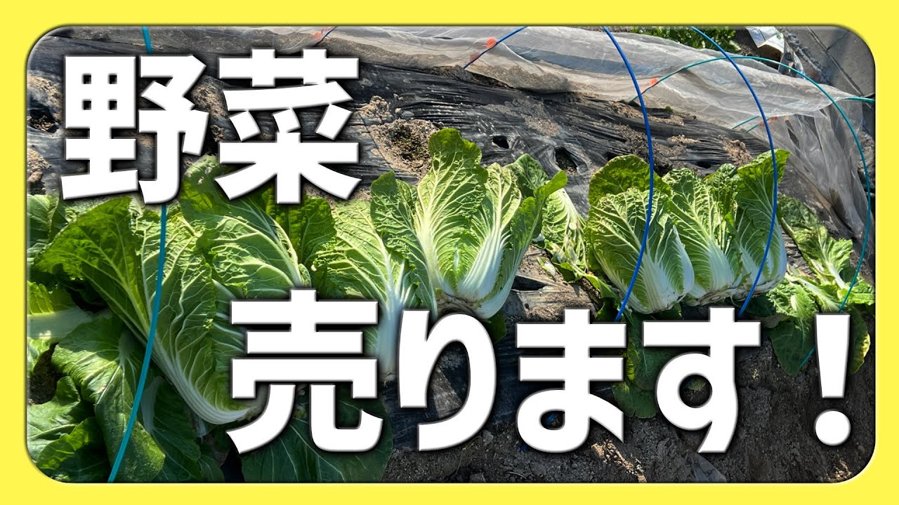 町のマルシェで、僕の野菜が並ぶ日【2026.1.9】