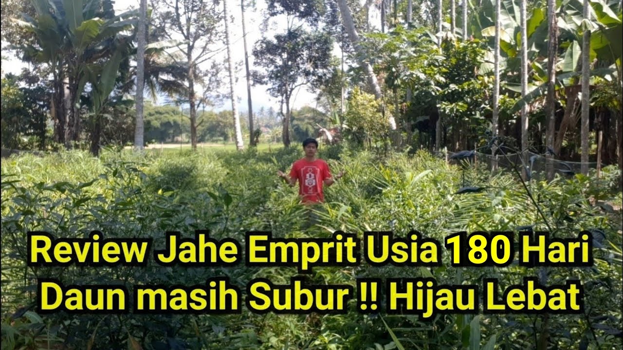 Kebun Jahe Emprit Usia 6 Bulan #KebunJahe10