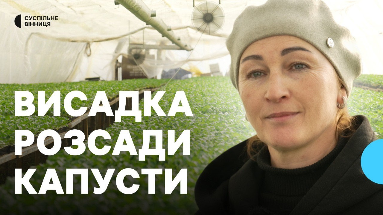 Перший урожай очікують у травні: на Вінниччині стартувала висадка капусти