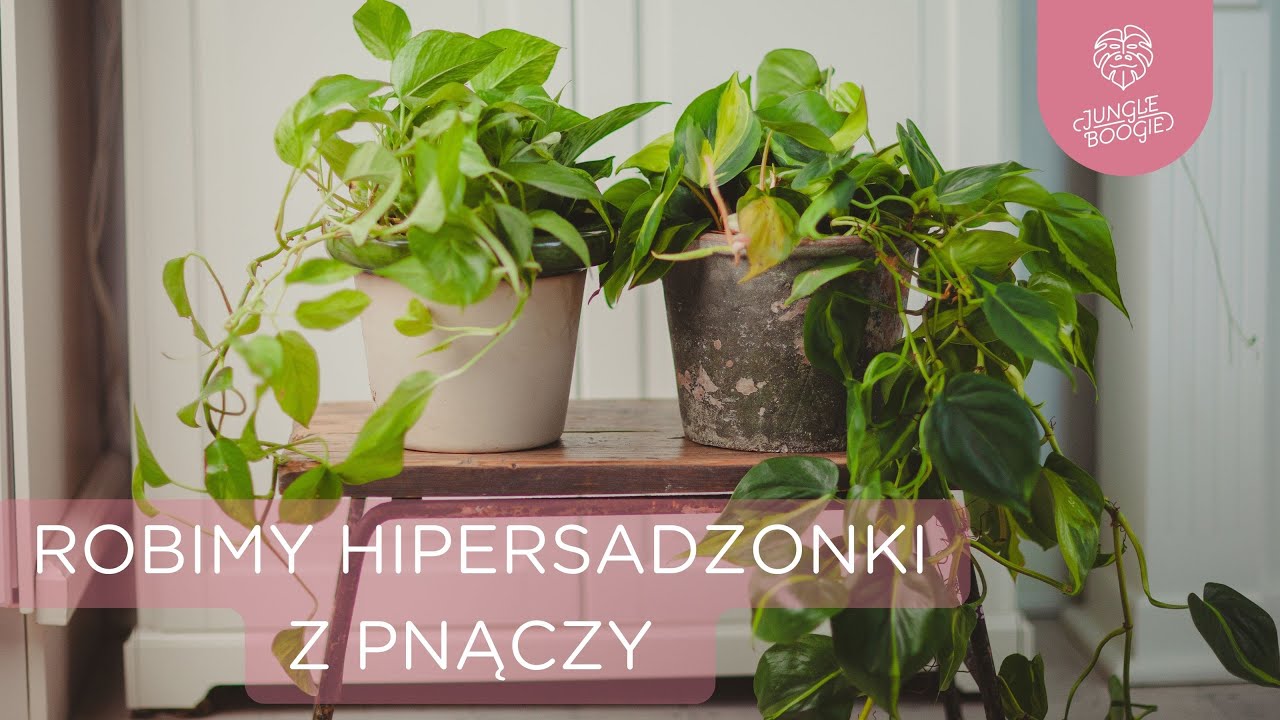 Jak mieć naprawdę GIGANTYCZNE pnącza i dobrać do nich idealną osłonkę, robimy HIPERSADZONKI z pnącz!