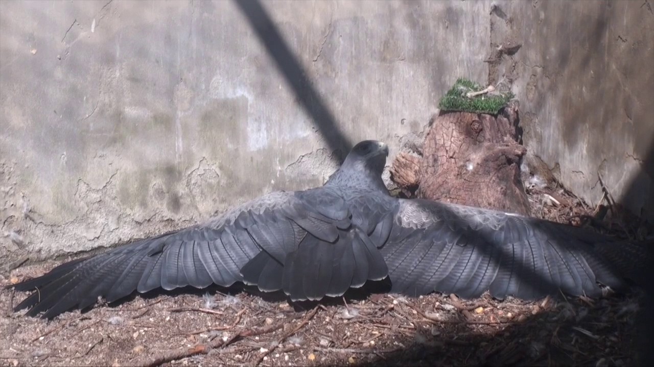 Cría en cautividad de aves de presa.